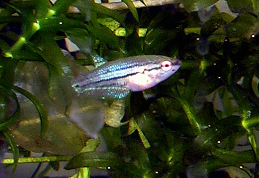 Betta Fry 7.5 weeks 3